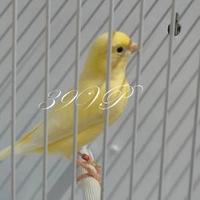 Canarini lipocromici