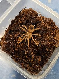 Lasiodora striatipes