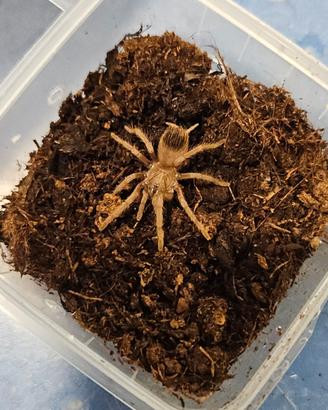 Lasiodora striatipes