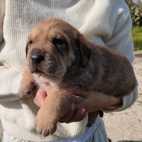Cuccioli cane corso