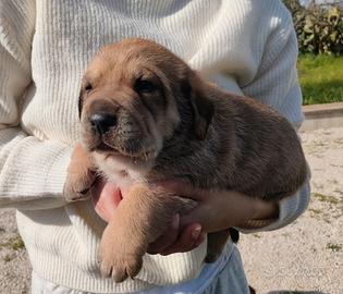 Cuccioli cane corso