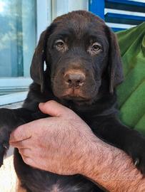 Cucciolo labrador cioccolato