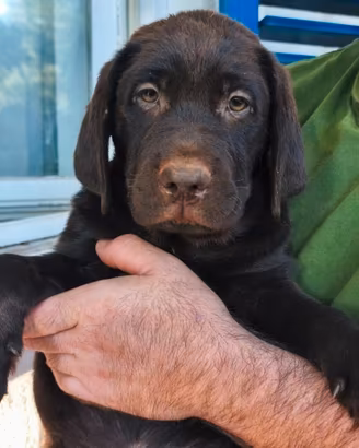 Cucciolo labrador cioccolato