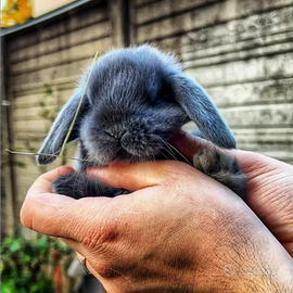 Coniglio ariete nano blu di vienna