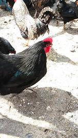 Australorp