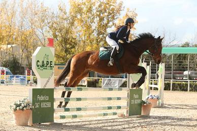 Cavallo