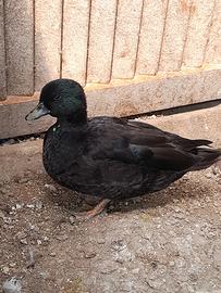 Anatra mignon maschio