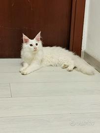 Maine coon