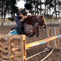 Pony maschio da salto ostacoli e allevamento