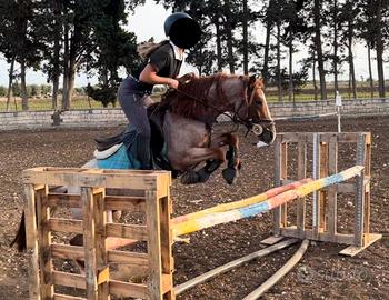 Pony maschio da salto ostacoli e allevamento