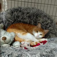 Bambolina gatta 18 mesi