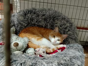 Bambolina gatta 18 mesi