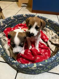 Jack Russell Terrier