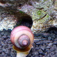 Lumache acquario tropicale Ampullarie