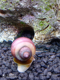 Lumache acquario tropicale Ampullarie