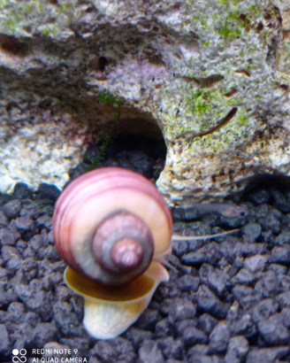 Lumache acquario tropicale Ampullarie