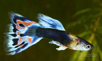 Guppy pesce colorato