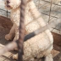 Lagotto Romagnalo
