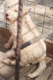Lagotto Romagnalo