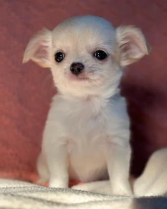 CHIHUAHUA femmina da allevamento