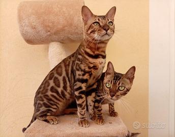 Gatto Bengala Maschio 