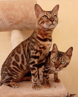 Gatto Bengala Maschio 