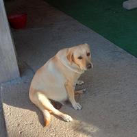 Ciao a tutti un mio amico ha 10cuccioli