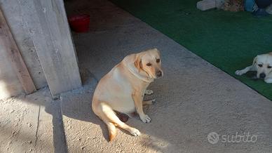 Ciao a tutti un mio amico ha 10cuccioli