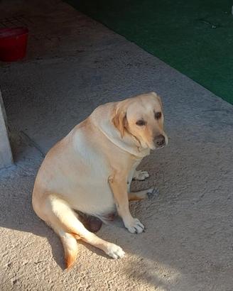 Ciao a tutti un mio amico ha 10cuccioli