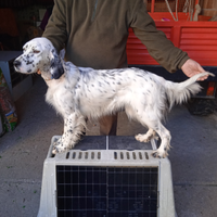 Setter femmina due anni