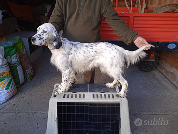 Setter femmina due anni