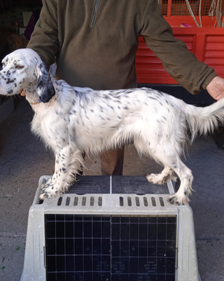 Setter femmina due anni