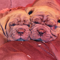 Cuccioli di Mastino Napoletano - linee selezionate