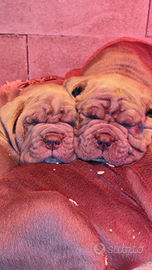 Cuccioli di Mastino Napoletano - linee selezionate