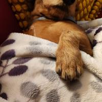 Cane Bassotto per accoppiamento da monta