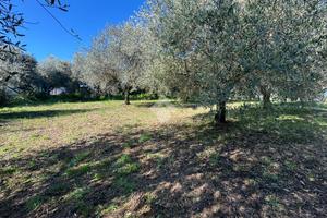 TER. AGRICOLO A SAN CESAREO