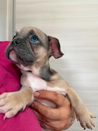Bulldog Francese