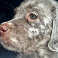 Setter Inglese cuccioli