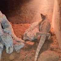 Pogona