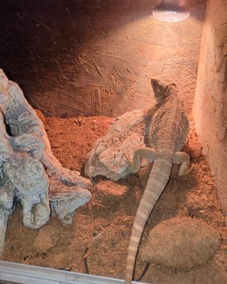 Pogona