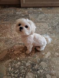 Maltesina per accoppiamento