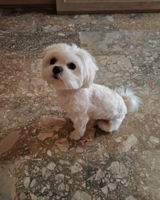 Maltesina per accoppiamento