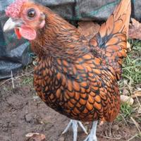 Gallinelle ornamentali sebrich