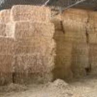 Balle paglia alimentare