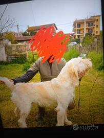 Cuccioli di spinone