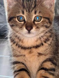 Splendida gattina tigrata di 2 mesi