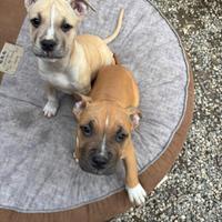 Amstaff con pedigree