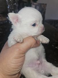 Chihuahua bianco Allevamento Cucciolisole