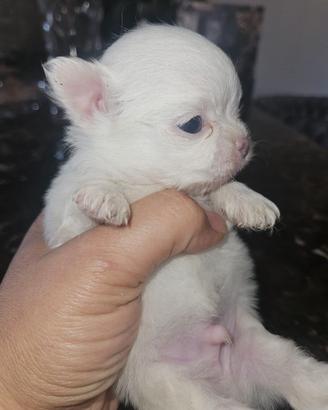 Chihuahua bianco Allevamento Cucciolisole