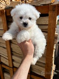 Cucciolo di Maltipoo Toy (maschietto)
